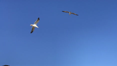 two gulls over a chimney and one seagull fly out