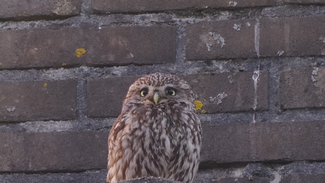 작은 아기 올빼미의 클로즈업