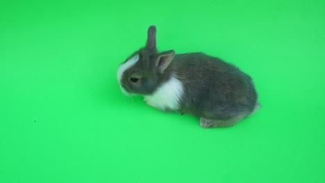 baby cute rabbit or new born adorable bunny on green  background.rabbit on green screen.