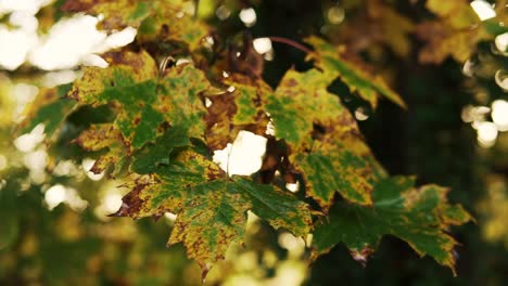 beautiful yellow orange maple leaves in the fall or autumn season in germany