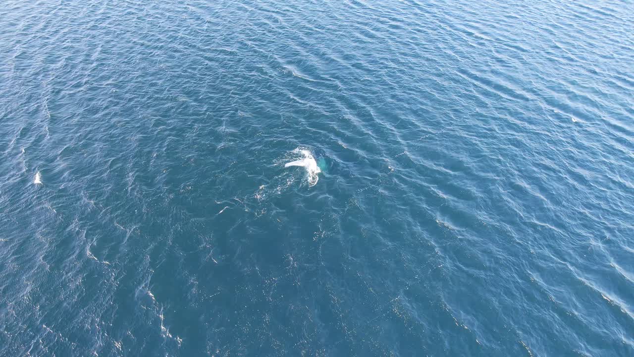 거대한 바다에서 헤엄치는 외로운 남쪽 오른쪽 고래가 파도 아래로 잠수하면 넓은 드론  ⁇