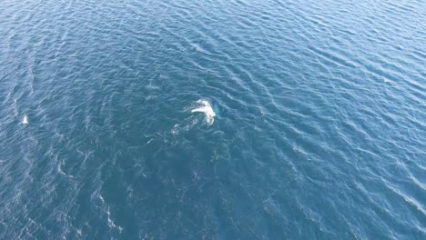 tiro de dron ancho si una ballena franca del sur solitaria nadando en el océano masivo se sumerge bajo las olas