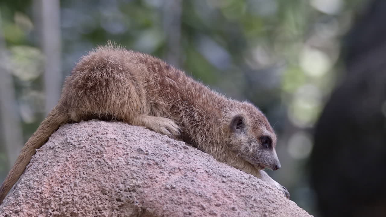 un solo suricato en una posición prona constante en su madriguera - acercamiento lento
