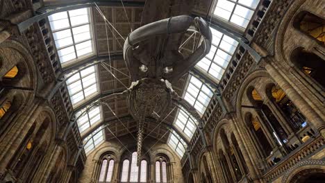 whale skeleton displayed in grand museum hall