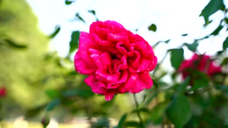 flor en el jardín brilló en sun-6