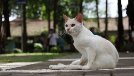 一只白色的猫坐在院子里的地板上