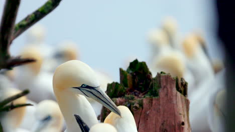 Northern-gannet-face-close-up-in-4k-60fps-slow-motion-taken-at-ile-Bonaventure-in-Percé,-Québec,-Gaspésie,-Canada