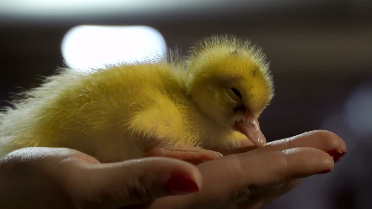 암 손바닥에 귀여운 노란 오리 새끼