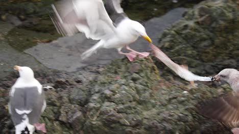 seagulls are battling over a piece of fish skin thrown onto the rocks