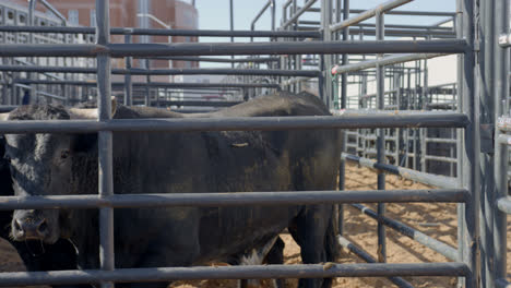 A-rank-bull-walks-through-a-metal-chute-while-looking-at-the-camera-in-Dallas,-Texas