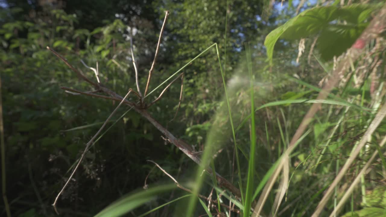 부시, 근접 촬영에서 손으로 야생 나무 딸기를 수집하는 사람