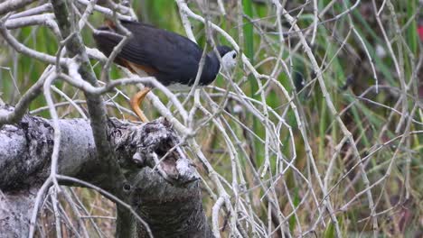 waterhen de pecho blanco en el árbol en busca de comida.