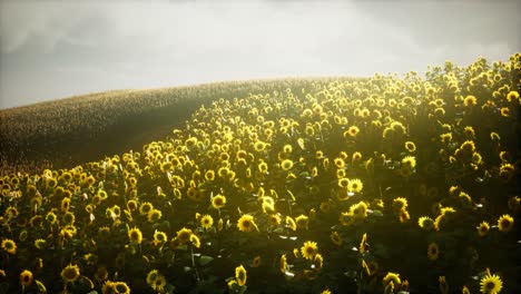 Wunderschöne-Sonnenblumen-Und-Wolken-In-Einem-Sonnenuntergang-In-Texas