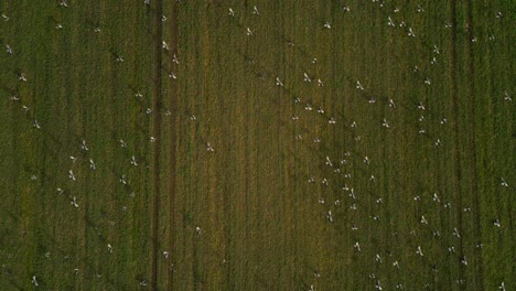flock of birds flying over a lush green field in an aerial view on a sunny day