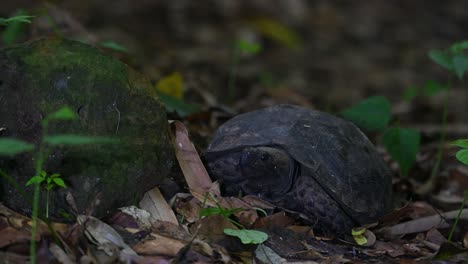 Tortuga-Asiática-Del-Bosque,-Manouria-Emys,-Parque-Nacional-Kaeng-Krachan,-Tailandia