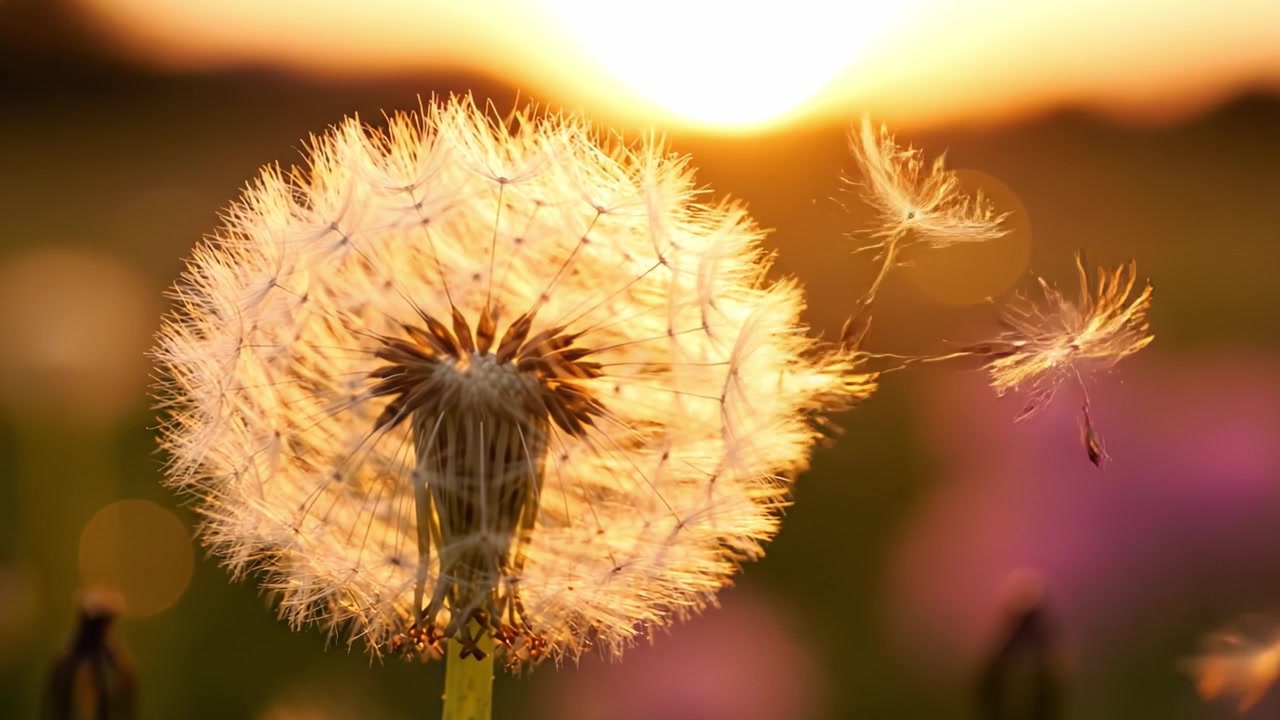 Een prachtige paardenbloem tegen een warme zonsondergang, waarbij de delicate details en zachte gloed van de natuur worden vastgelegd in een close-up van dit symbool van hoop en verandering.