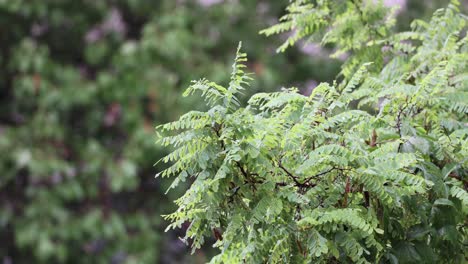 green leafage of acacia tree on a rainy day season