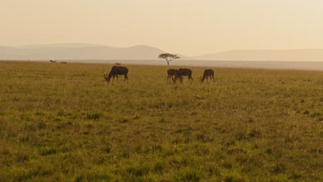 slow motion of african wildlife animals on safari game drive, driving through savannah landscape scenery in africa, topi in maasai mara in masai mara in beautiful orange sunset