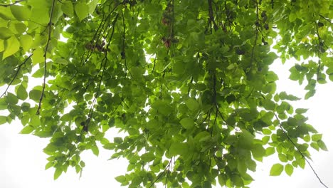 Green-leaves-and-branches-blown-by-the-wind