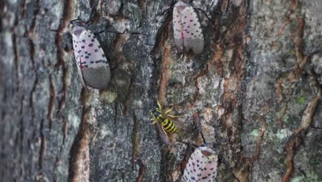 Three-Spotted-Lantern-Flies--harasses-them