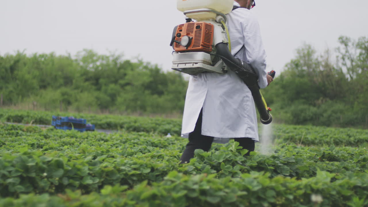 Farmer spraying pesticides in a strawberry field