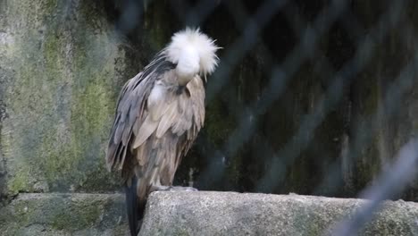 big birds of prey sitting on the stone behind a fence