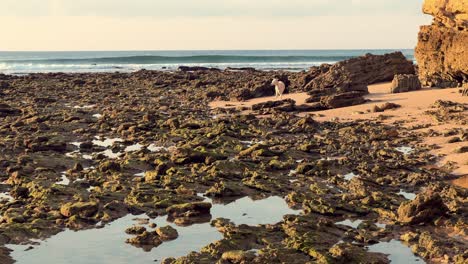 Galgo-En-La-Playa-Cubierta-De-Musgo-Al-Amanecer,-Camiones-A-La-Izquierda,-Día