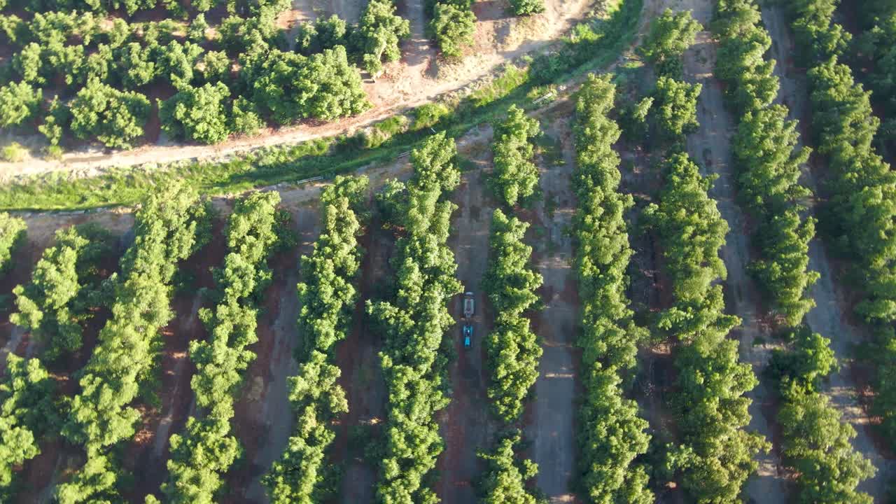 órbita aérea de arriba abajo de un tractor rociando pesticidas junto con plantaciones de aguacate waru waru en un campo agrícola en un día soleado