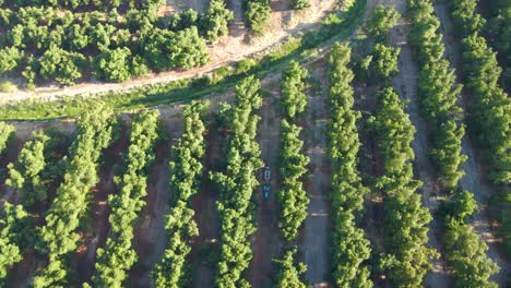 Aerial-top-down-orbit-of-a-tractor-spraying-pesticides-alongside-waru-waru-avocado-plantations-in-a-farm-field-on-a-sunny-day