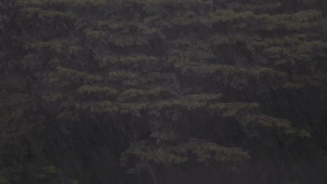 Rain-hitting-the-trees-in-Malaysia