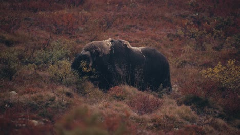 enorme animal de toro buey almizclero en el bosque de otoño en dovrefjell, noruega