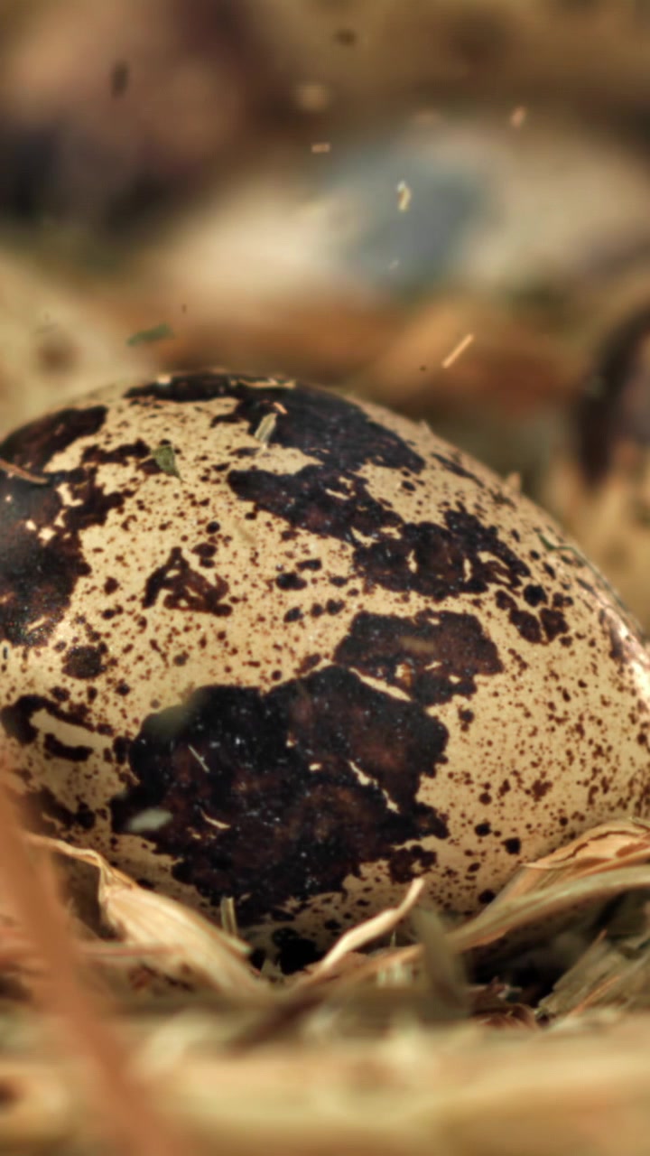 Speckled Egg in Rustic Nest with Falling Dust Particles