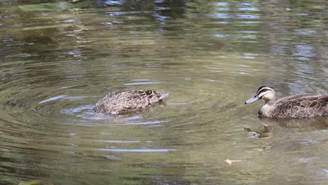 ducks glide and interact in tranquil water