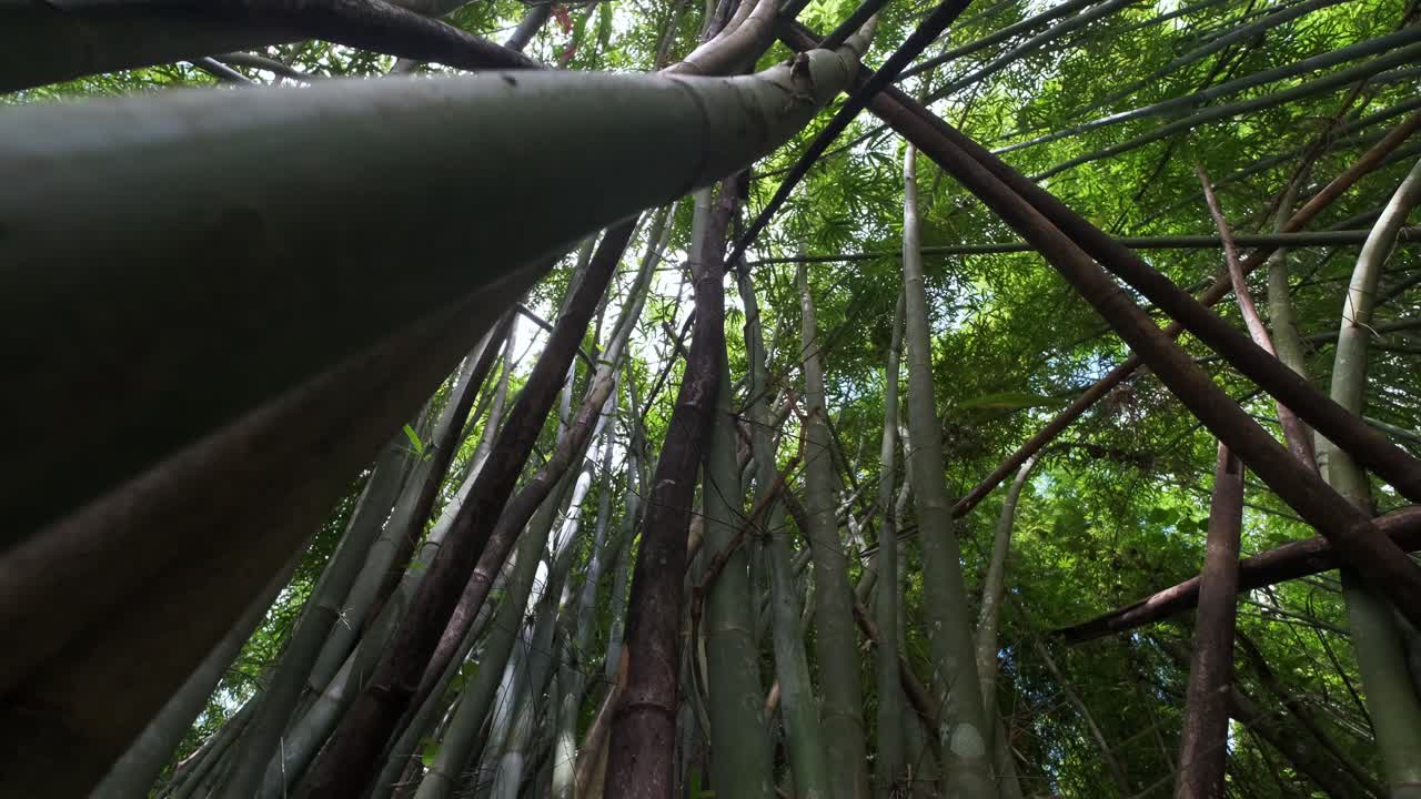 잎이 빽빽한 키 큰 대나무 식물의 광각 영상