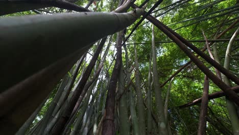 imágenes de gran angular de plantas altas de bambú con follaje denso