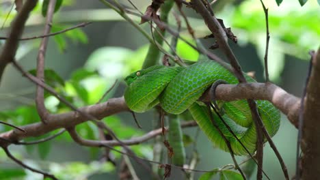 Resting-on-a-branch-within-the-foliage-of-this-tree-during-a-bright-and-sunny-day-in-the-jungle,-Vogel’s-Pit-Viper-Trimeresurus-vogeli,-Thailand