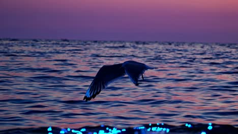 glowing sea and seagull at sunset