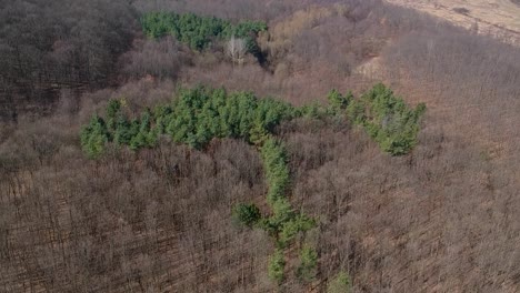 Vista-Aérea-De-Un-Bosque-Con-Pinos-De-Hoja-Perenne-Y-árboles-De-Hoja-Caduca-En-El-Soleado-Día-De-Primavera