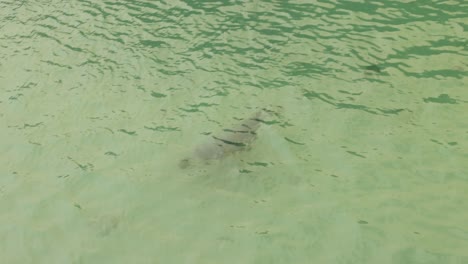 Hand-held-tracking-shot-of-a-seal-swimming-underwater-in-Newquay-Harbour