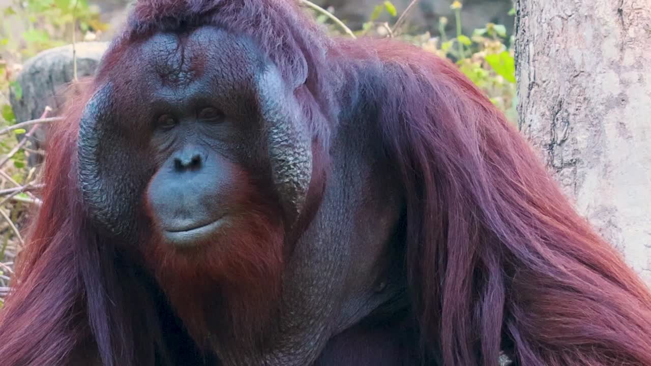 orangután en su hábitat natural en el zoológico de chonburi