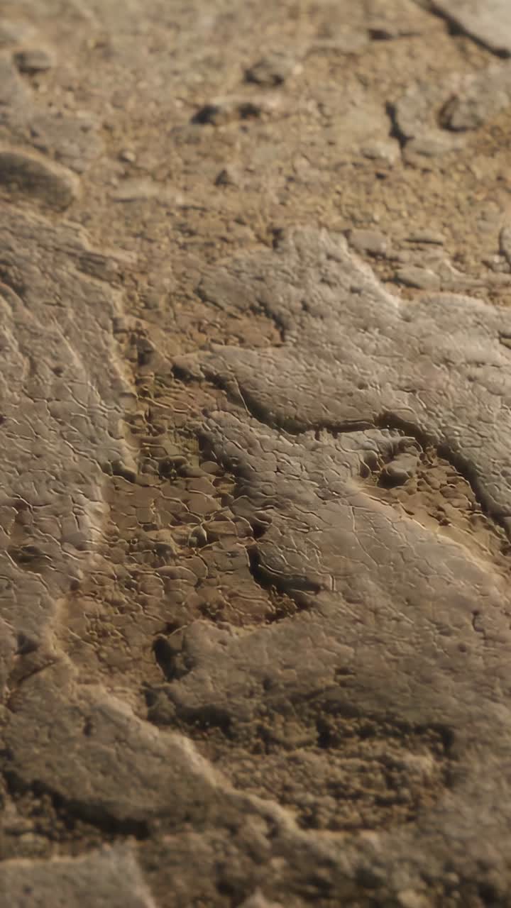 Vertical video: Shifting camera revealing cracked crust at dry riverbed, to show texture and groove