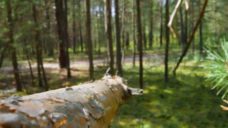 Pine-tree-branch-with-textured-bark-in-green-sunny-forest