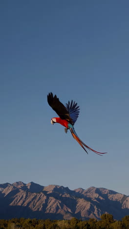colorful macaw in flight over mountains