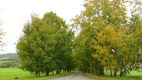 Pfad,-Der-Auf-Halbem-Weg-Zwischen-Laubwaldbäumen-Führt,-Die-Bei-Starkem-Wind-Im-Herbst-Herabblicken,-Wenn-Blätter-An-Einem-Sonnigen-Nachmittag-In-Den-Beskiden-Regional-4k-60fps-Von-Den-Bäumen-Fallen