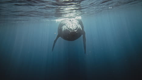 humpback whale at surface of ocean approaches head on underwater with mystical light rays