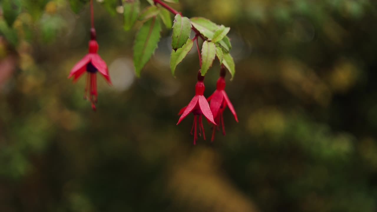 fuchsias colgando en el viento en otoño