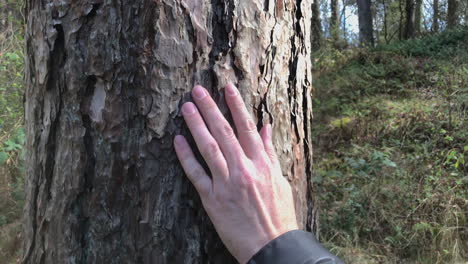 Kamerafahrt-Einer-Hand,-Die-Tagsüber-Baumrinde-Im-Wald-Herunterrutscht