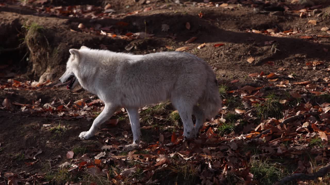 arctic wolf walking on dirt hill autumn leaves scenery