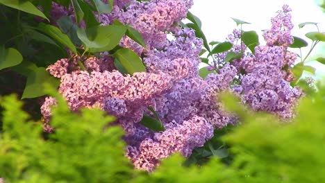 pretty lilac flowers in springtime