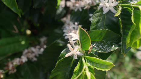 close up view of rare moment where white coffee plant flowers grow in full blooming during daylight.